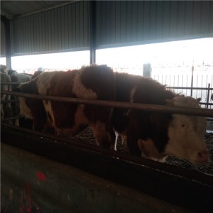 2022改良西门塔尔牛养殖场出售改良西门塔尔小牛犊价格多少钱