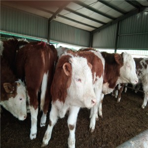 繁殖300斤西门塔尔母牛犊多少钱育肥西门塔尔500斤公牛价格
