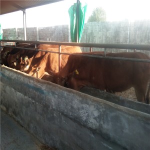 改良鲁西黄牛肉牛犊价格养殖场山东晨旭牧业分析养殖肉牛效益
