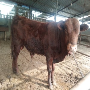 现在利木赞牛养殖场山东晨旭牧业出售一批利木赞肉牛犊一头多少钱