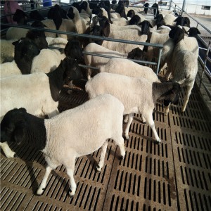 山东肉羊养殖场直销黑头杜泊绵羊白头杜泊绵羊价格表