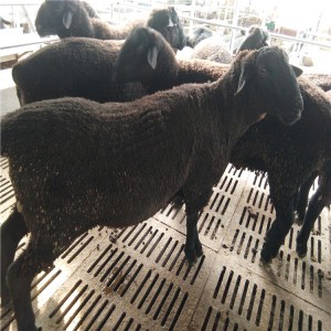 纯种乌骨羊养殖场报价纯种乌骨公羊纯种乌骨母羊价格多少钱一只
