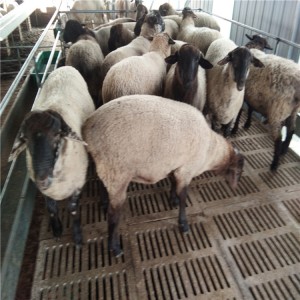 萨福克羊养殖场山东晨旭牧业销售萨福克羊价格报价表