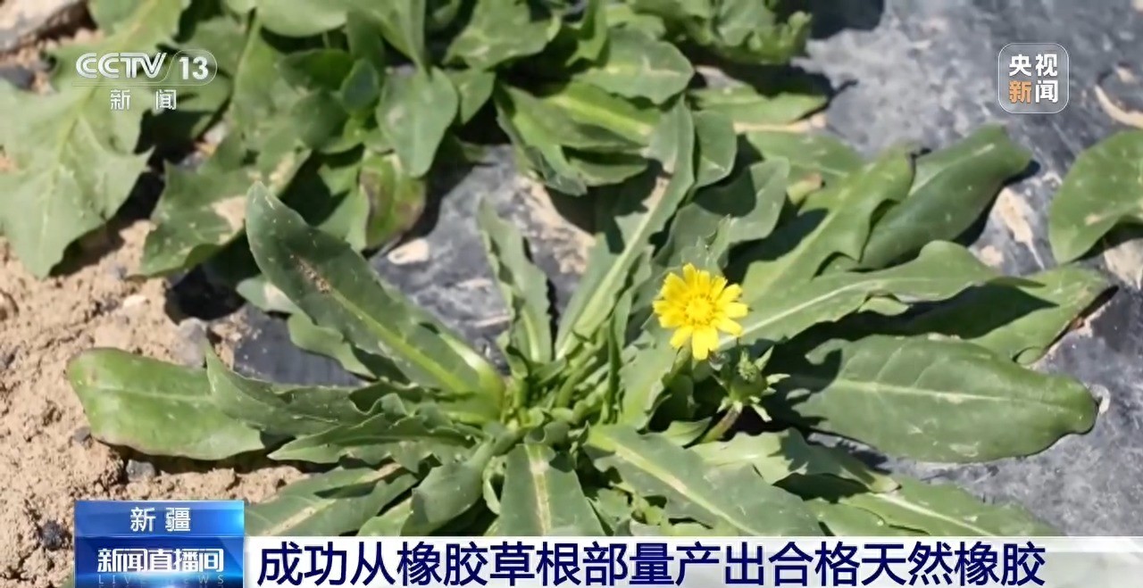 科技动态 | 从橡胶草提取合格天然橡胶，已实现量产