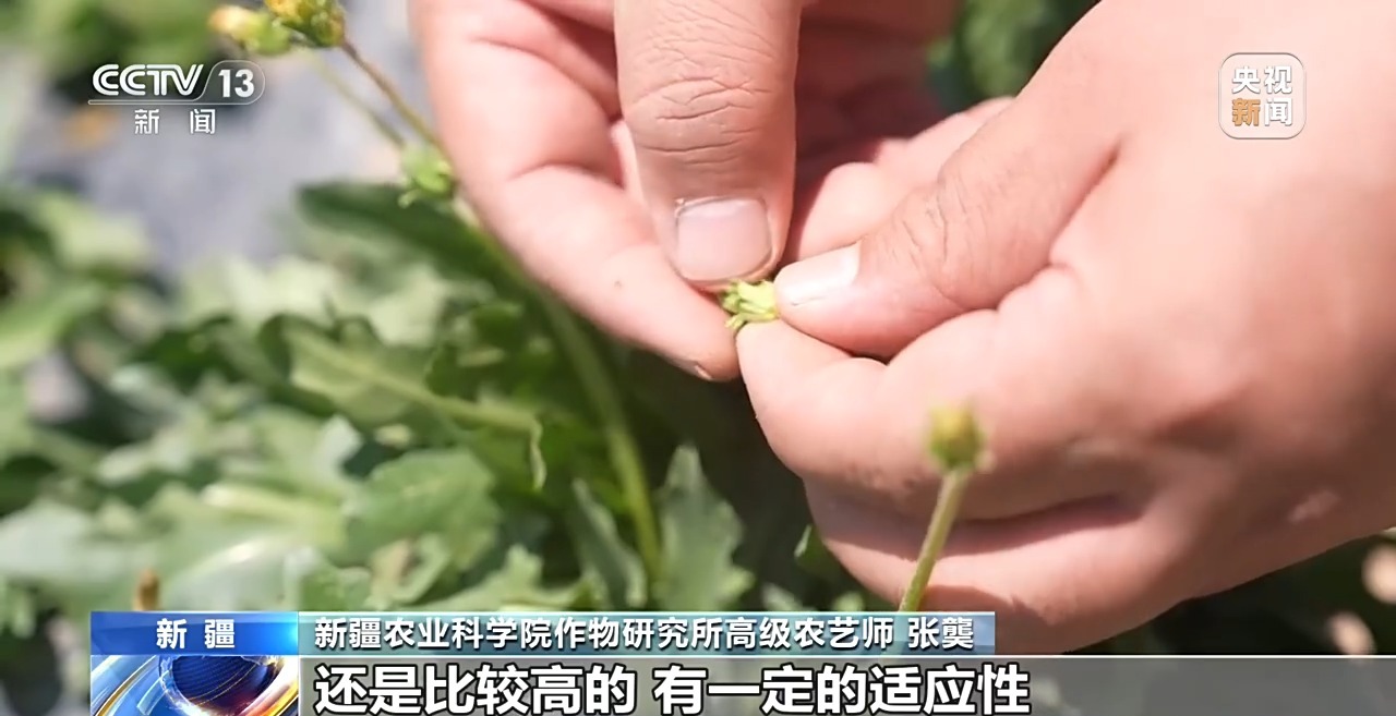 科技动态 | 从橡胶草提取合格天然橡胶，已实现量产