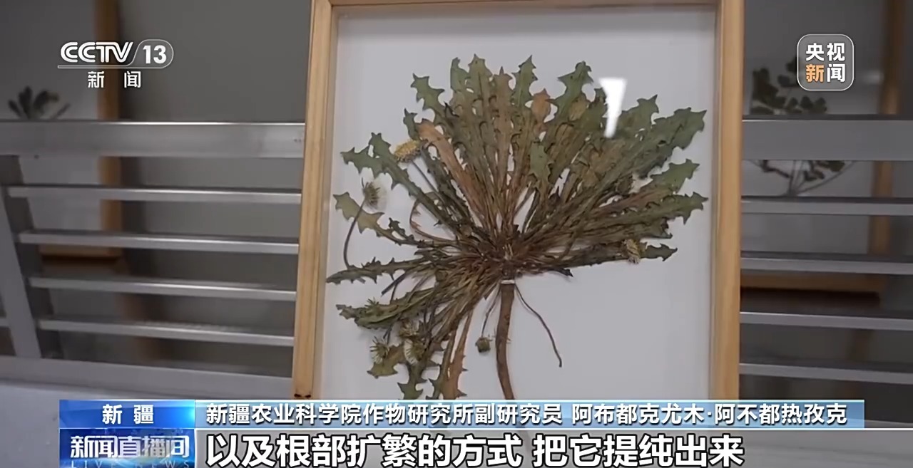 科技动态 | 从橡胶草提取合格天然橡胶，已实现量产