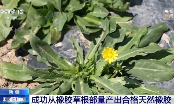 科技动态 | 从橡胶草提取合格天然橡胶,已实现量产