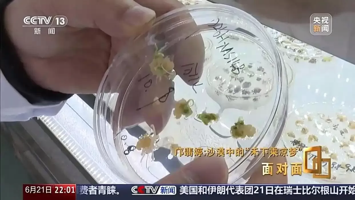 面对面丨黄沙生绿浪 她用种子解锁盐碱地新希望