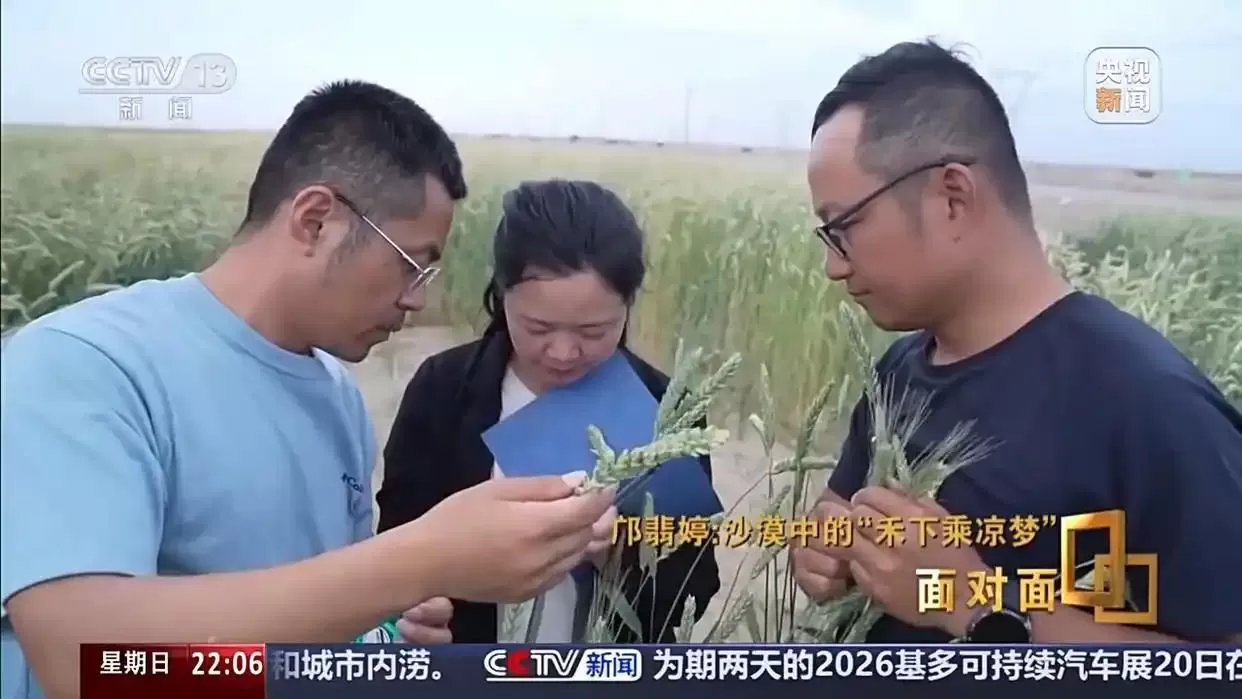 面对面丨黄沙生绿浪 她用种子解锁盐碱地新希望
