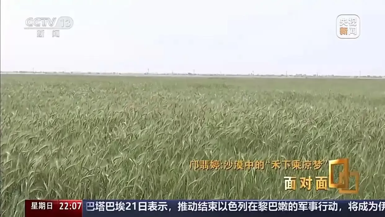面对面丨黄沙生绿浪 她用种子解锁盐碱地新希望